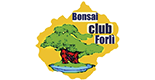 bonsai