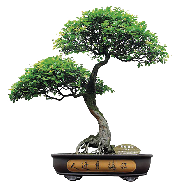 bonsai_tavola-disegno-1-copia-5